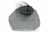 Excellent Kayserops Trilobite - Bou Lachrhal, Morocco #299845-3